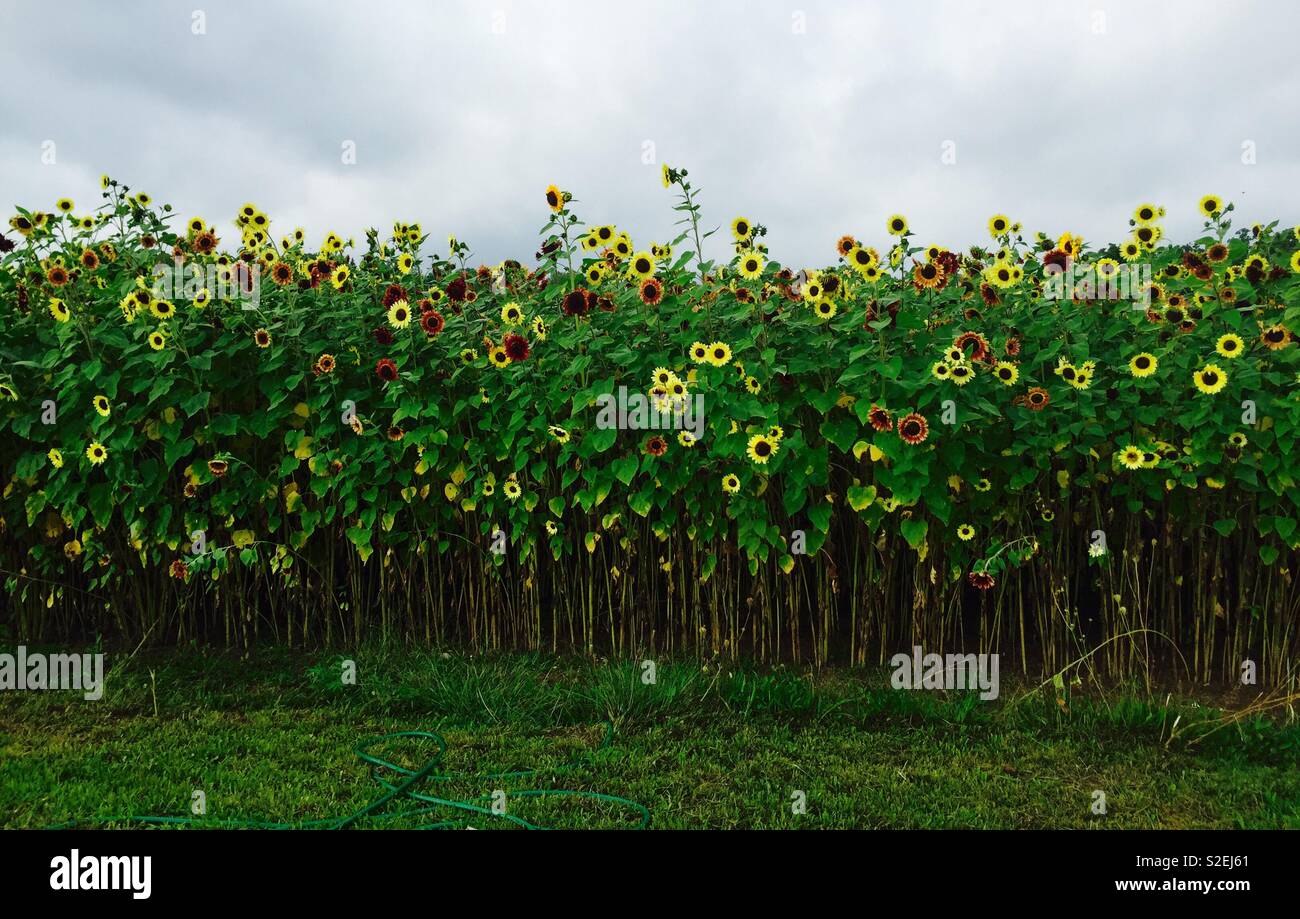 Orange and yellow sunflower field Stock Photo - Alamy