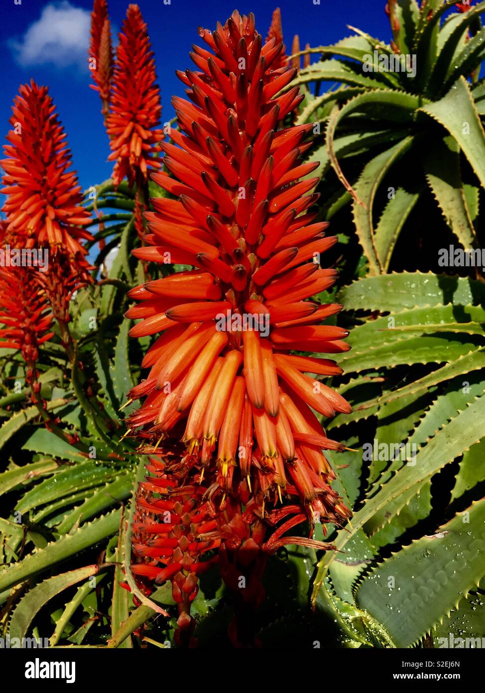 Bright red aloe flower - Smartphone Captured Stock Image
