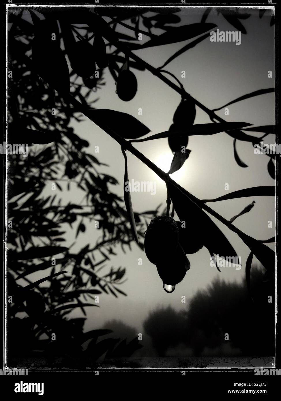 Rain drops on olives, Catalonia, Spain. - Smartphone Captured Stock Image