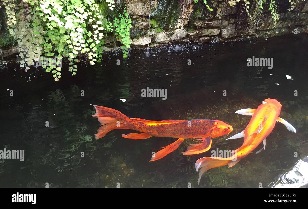 Orange and yellow koi in pond - Smartphone Captured Stock Image