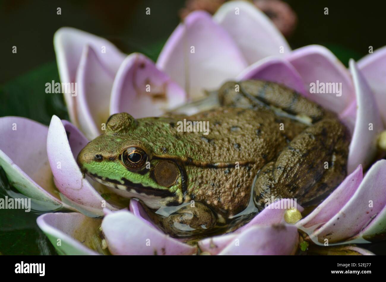 Frog on fake water lily - Smartphone Captured Stock Image