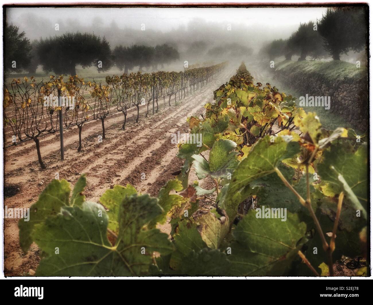 Autumnal misty morning in the vineyard, Catalonia, Spain. - Smartphone Captured Stock Image