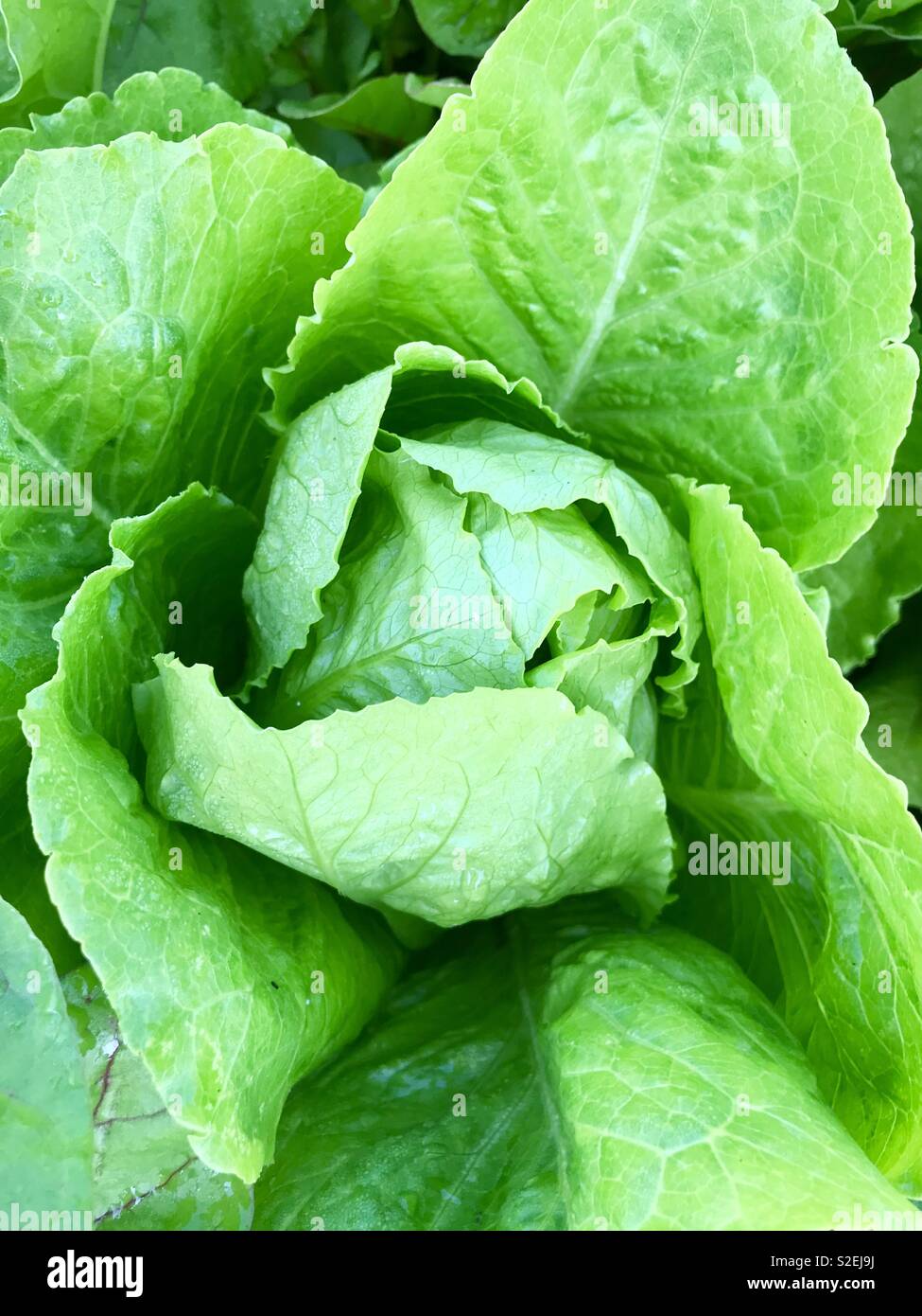 Romaine lettuce - Smartphone Captured Stock Image