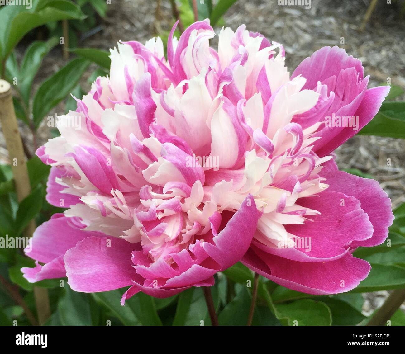 Large pink and white peony Stock Photo