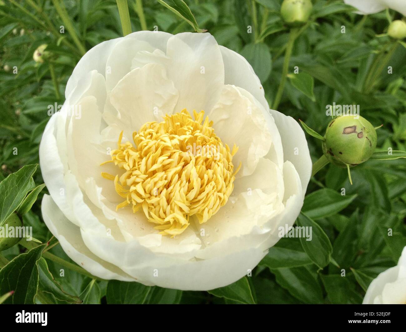 Lone white peony Stock Photo Alamy