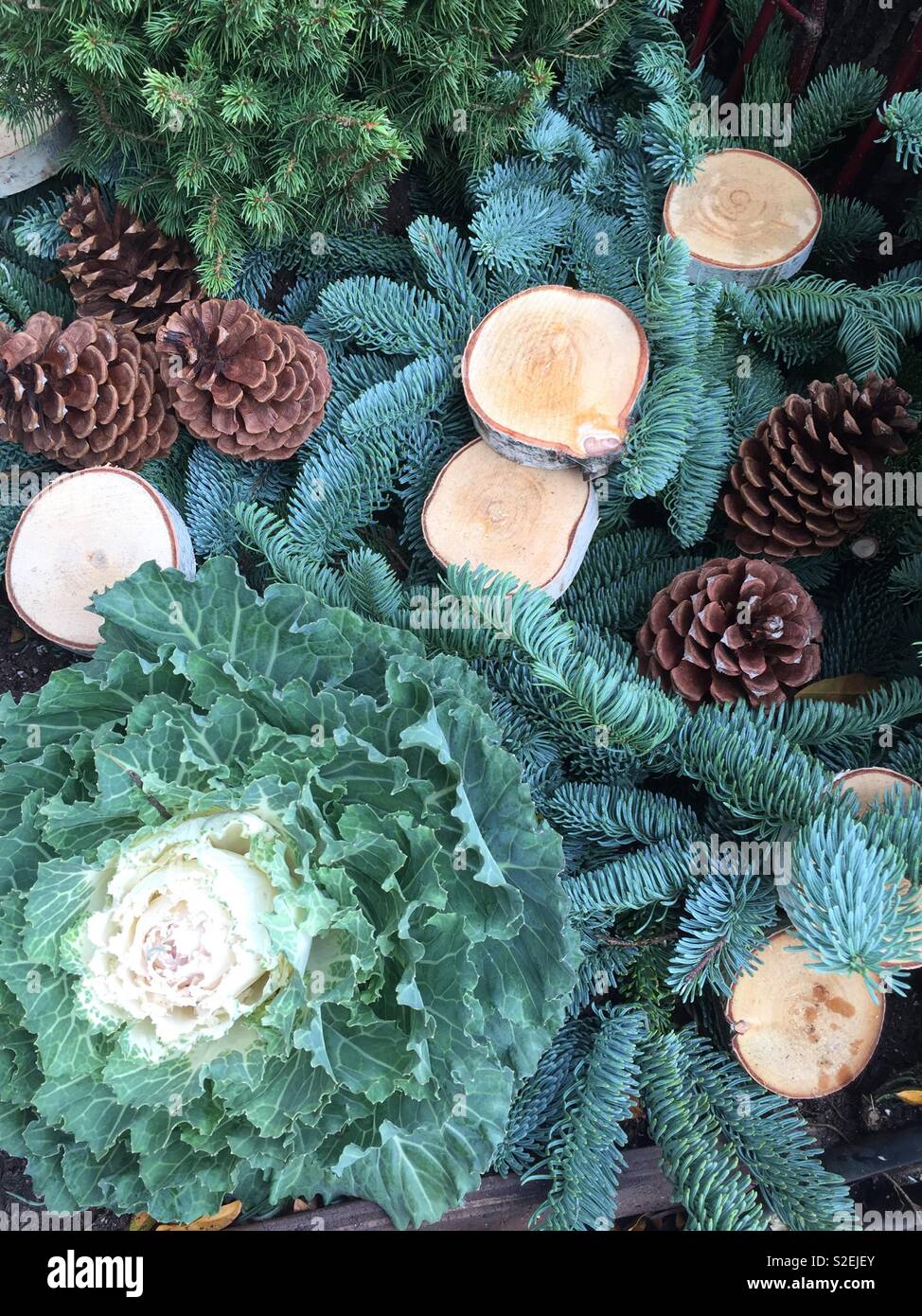 Seasonal Display of pinecones evergreens and birch trees in the Christmas season, United States
