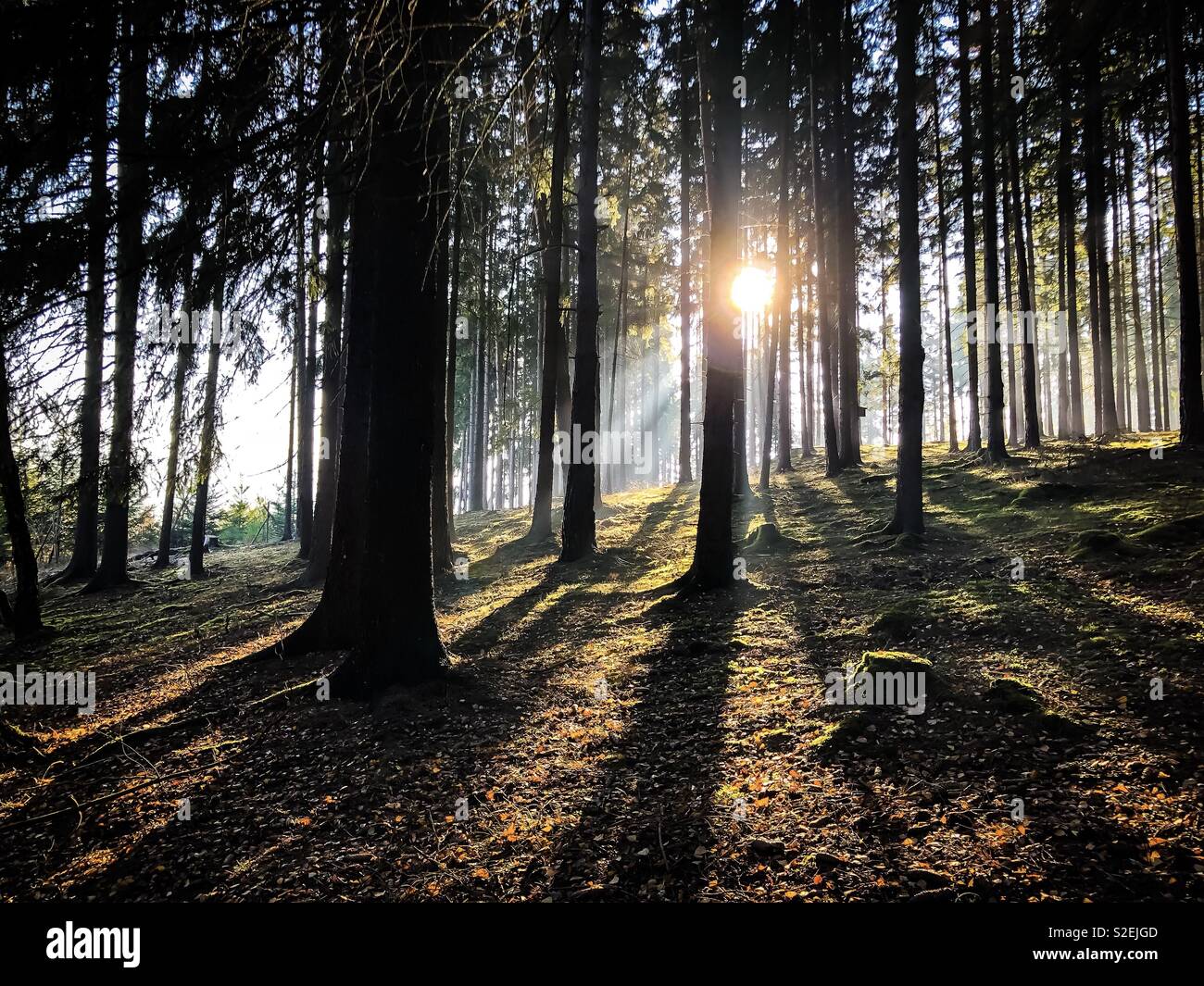 Sunlight in the Forest Stock Photo Alamy