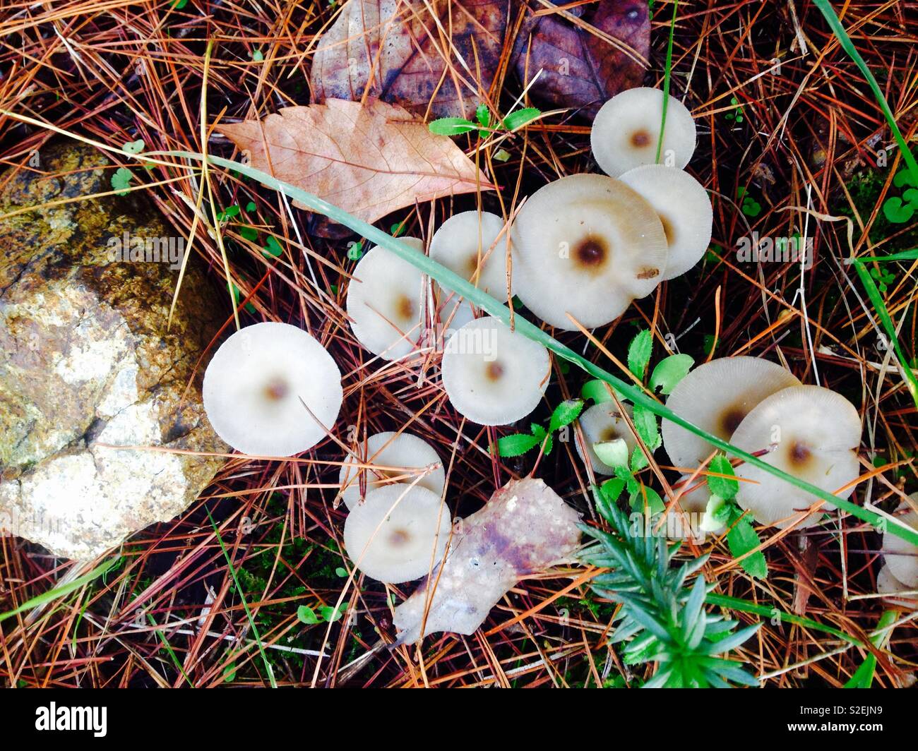 Fruiting body fungi on forest ground Stock Photo
