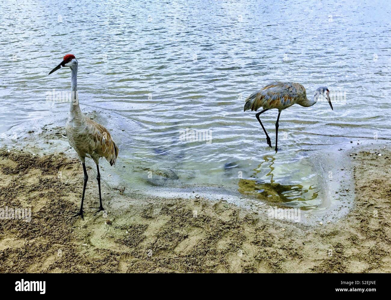 Two sandhill cranes in water - Smartphone Captured Stock Image