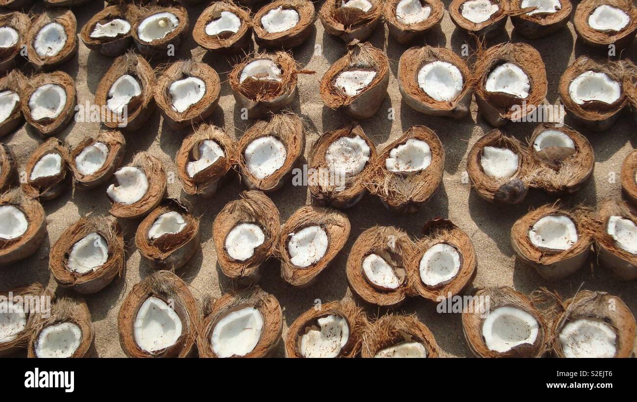 Coconuts in Goa Stock Photo Alamy