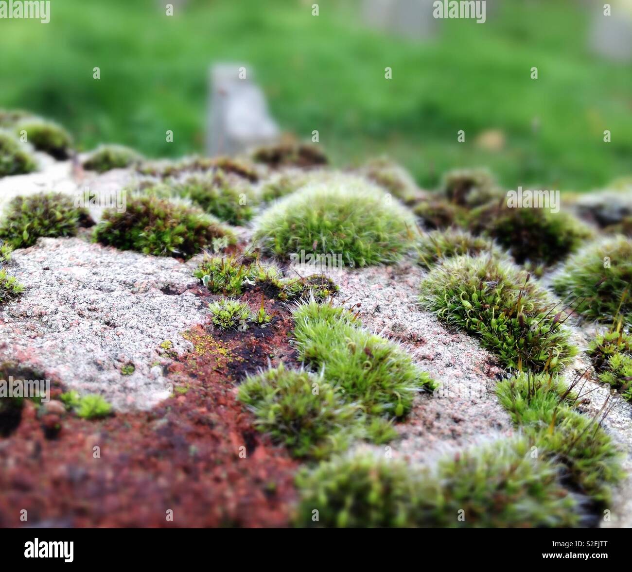 Moss and lichen growing on a wall Stock Photo - Alamy