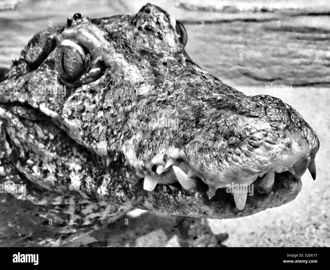 Dwarf caiman with toothy grin and vivid brown eyes with slit pupils smiling at viewer while sitting in water - Smartphone Captured Stock Image
