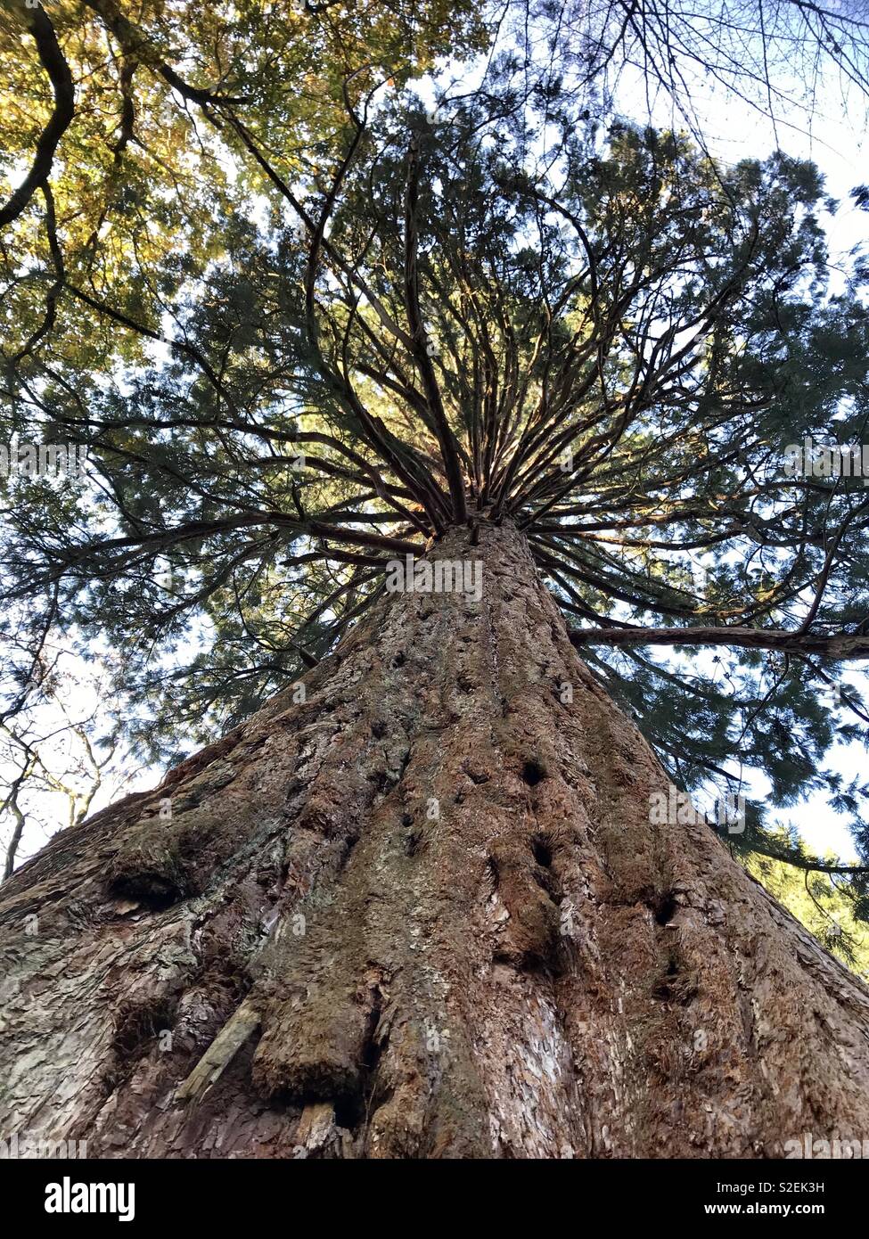 Sequoia - Smartphone Captured Stock Image