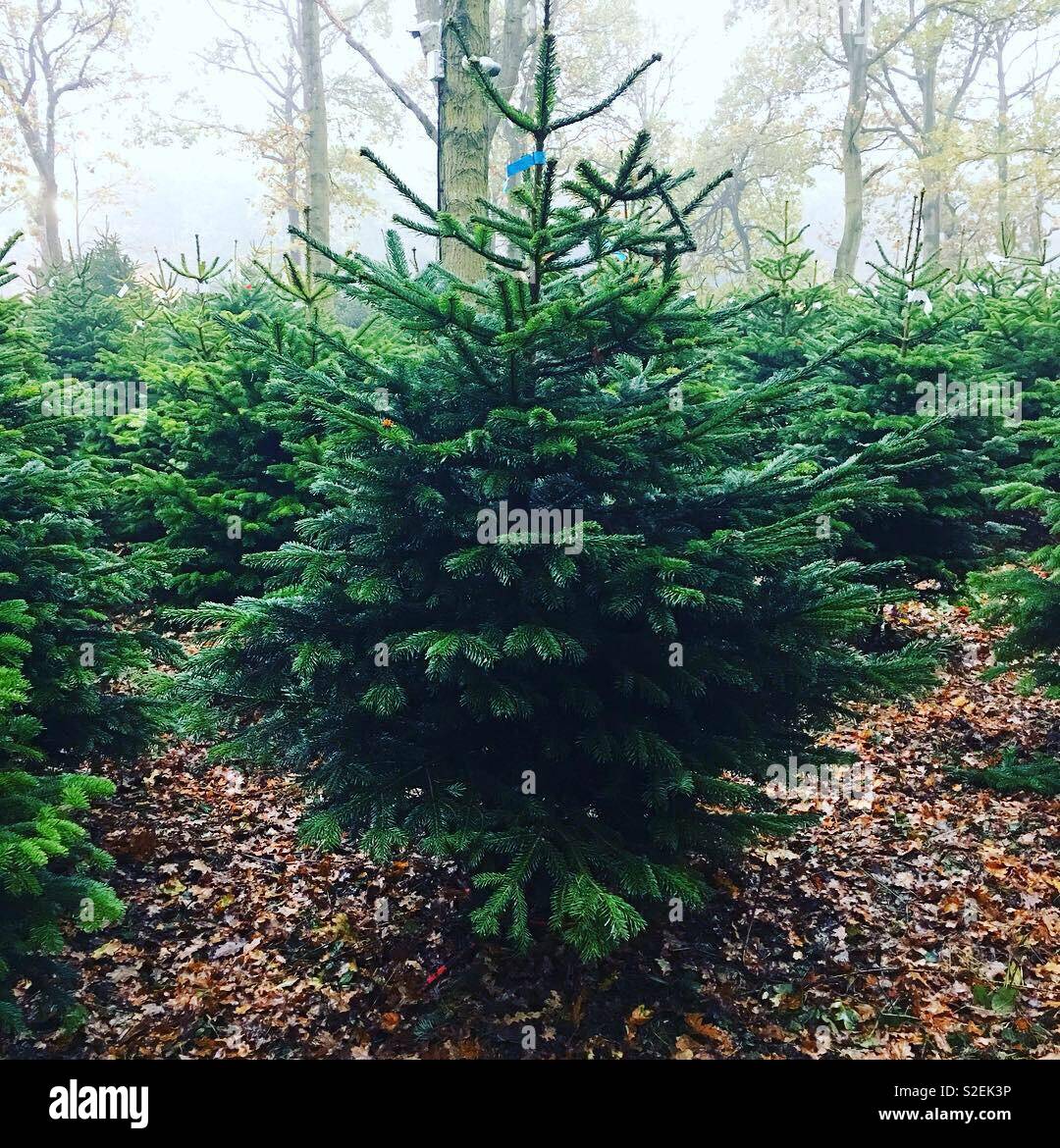 Christmas tree hunting Stock Photo