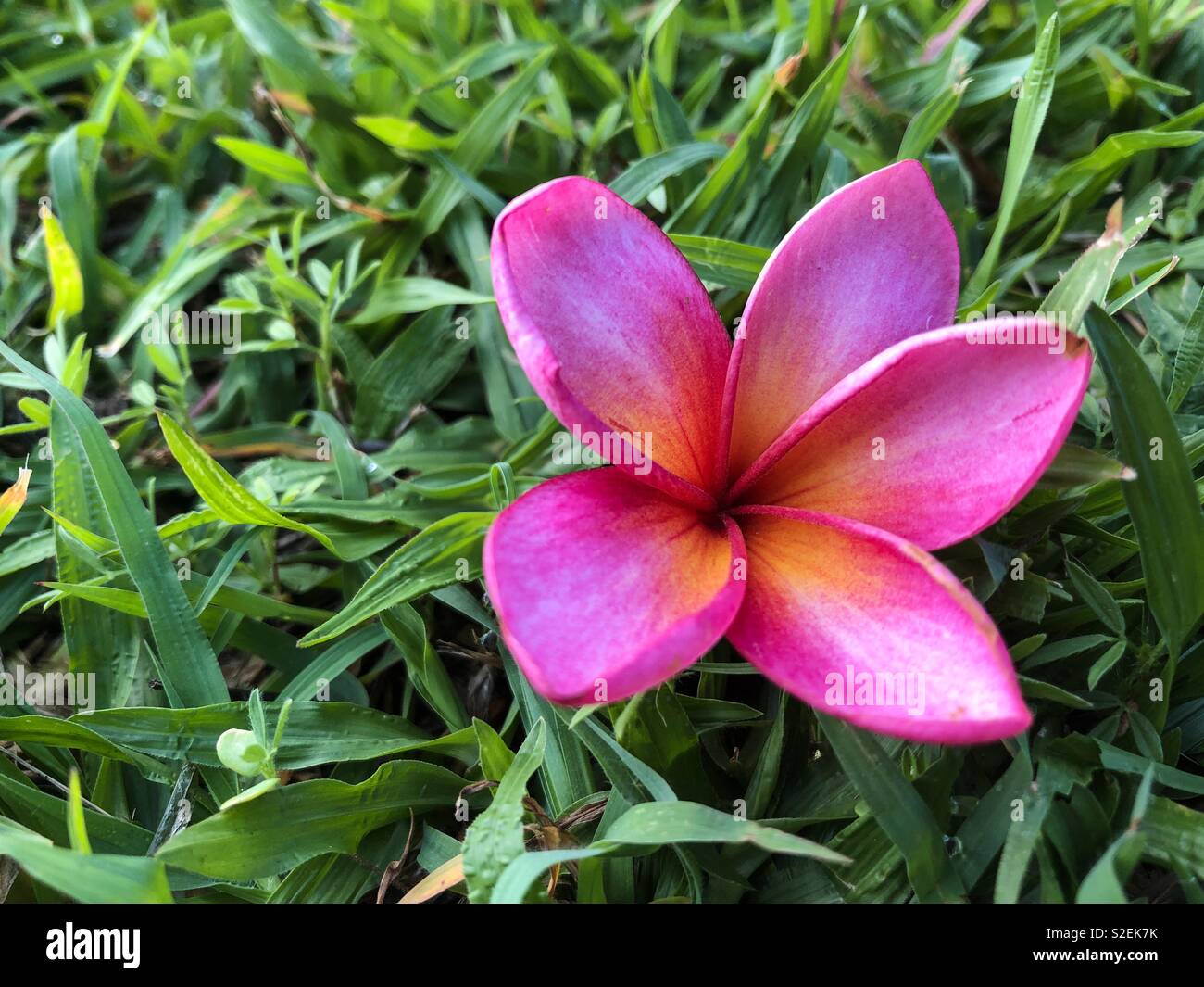 Pink plumeria frangipani flower fallen on the grass. - Smartphone Captured Stock Image