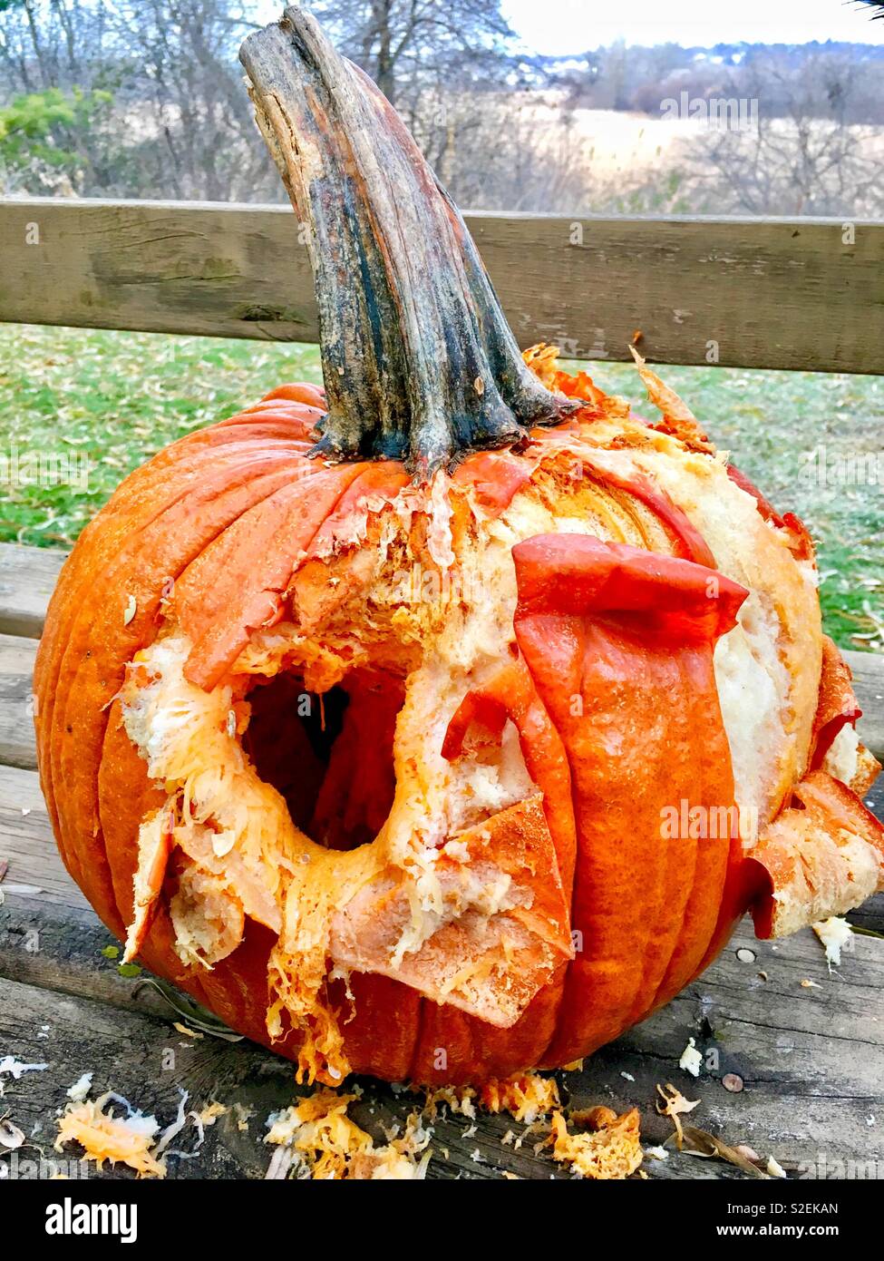 Rotting pumpkin torn to shreds by hungry wildlife with pumpkin ...
