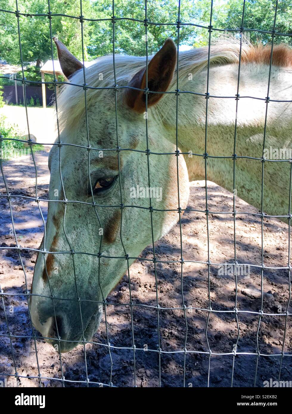 Appaloosa horse with sideways facing ears appearing to be annoyed while standing behind wire fence - Smartphone Captured Stock Image