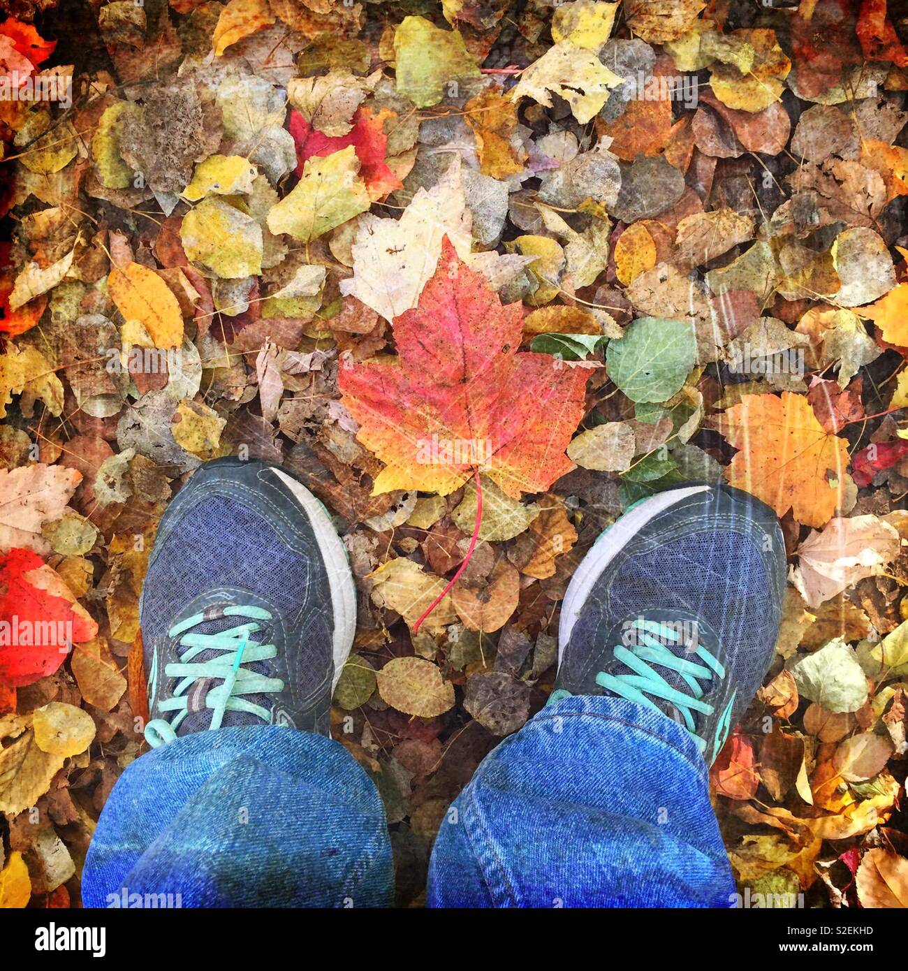 Red maple leaf on the forest floor. - Smartphone Captured Stock Image