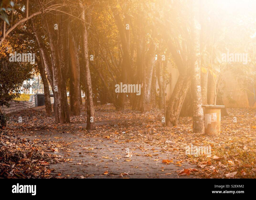 Path illuminated by sunlight in autumn - Smartphone Captured Stock Image