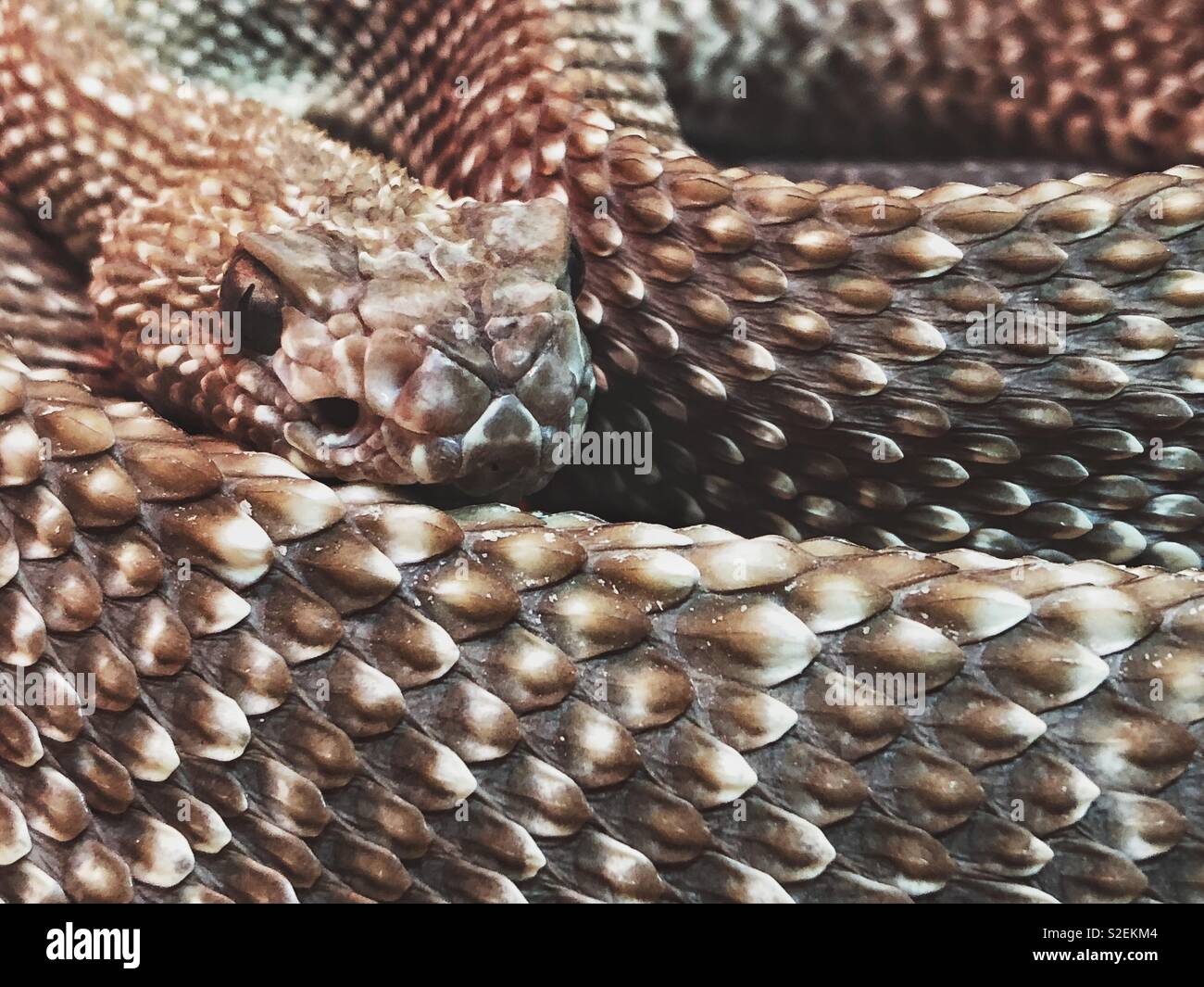 Closeup of brown bush viper Stock Photo