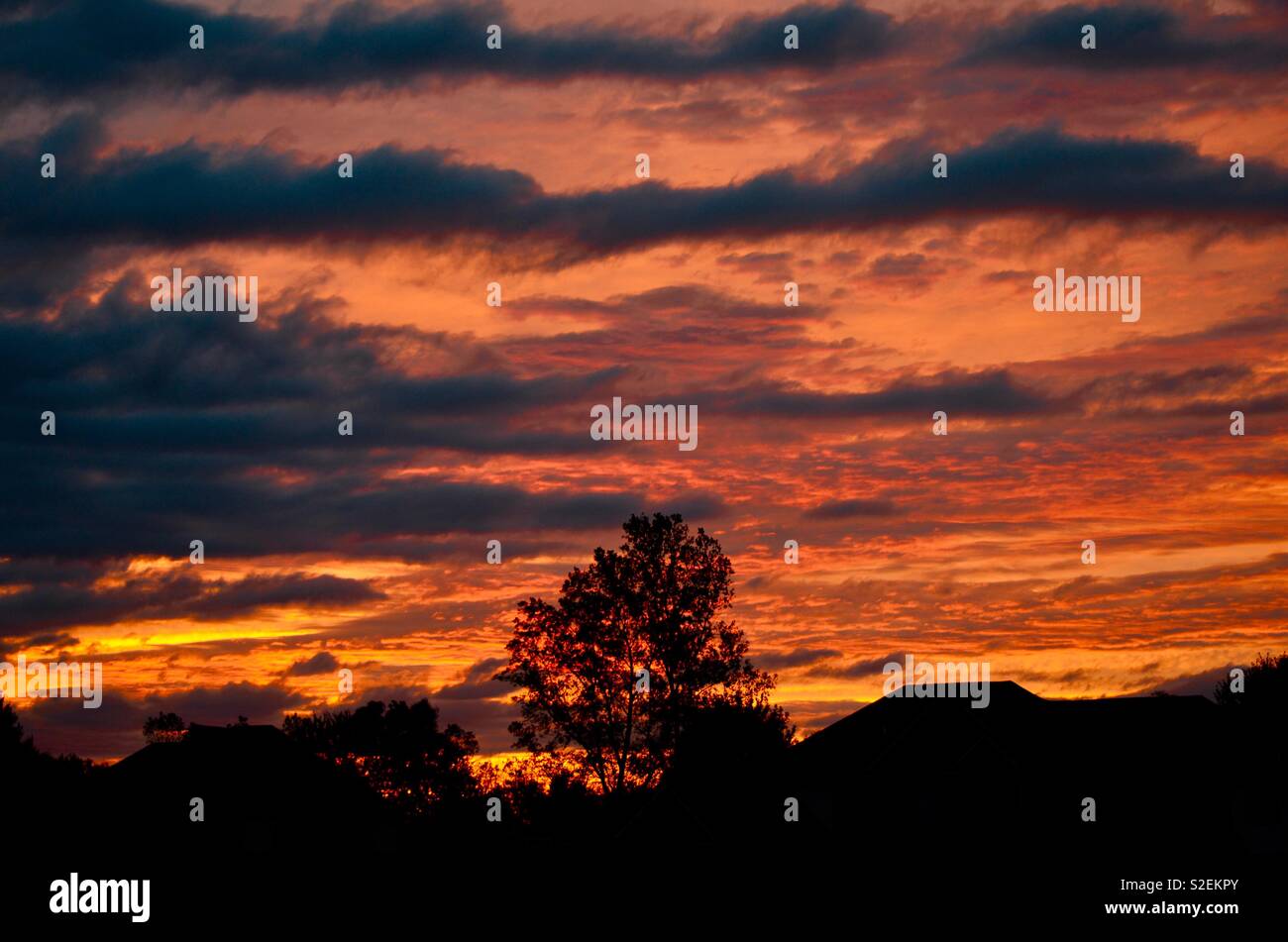 Bright sunset and tree - Smartphone Captured Stock Image