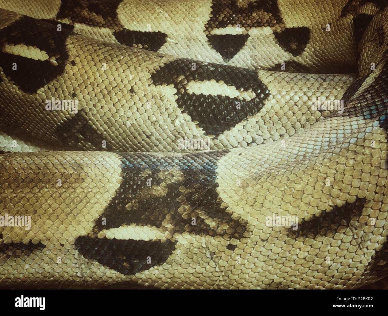 Closeup of black and brown boa constrictor snake body coiled up Stock Photo