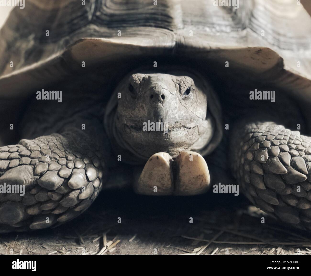 Portrait of a tortoise - Smartphone Captured Stock Image