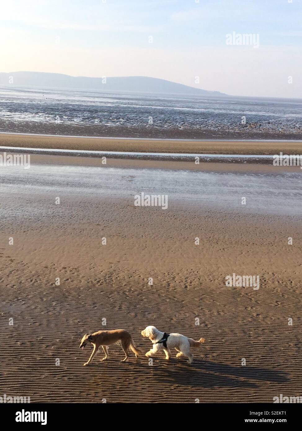 Dogs on the beach with the tide out Stock Photo
