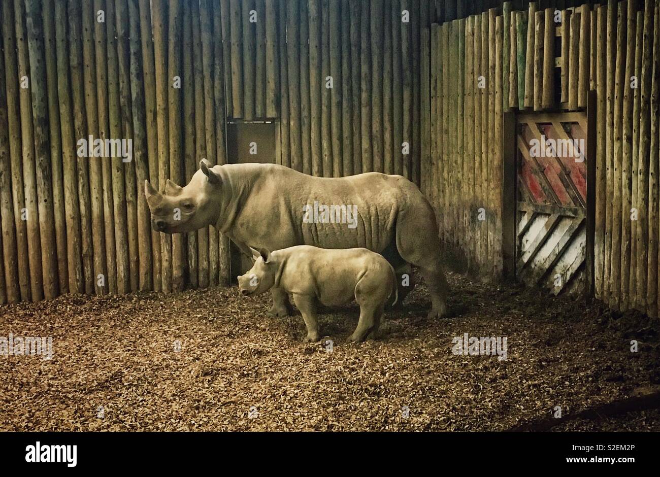 Mama and Baby Rhino Stock Photo