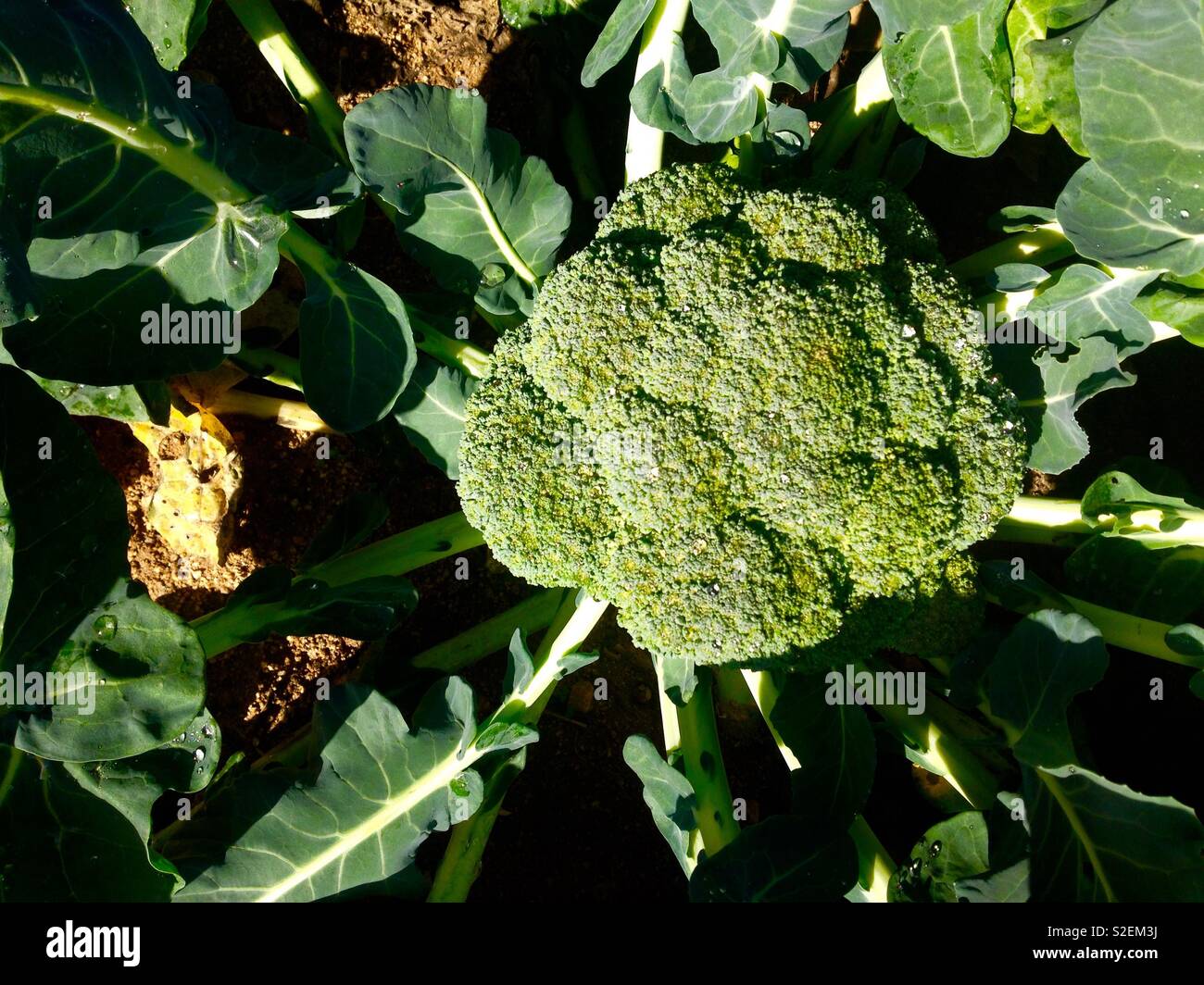 Broccoli on plant - Smartphone Captured Stock Image