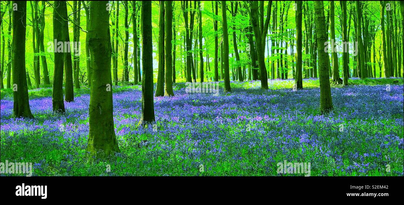 A view of an English woodland in Springtime. The famous and popular Bluebell flowers (Hyacinthoides non-Scripta) are in full bloom. An iconic landscape scene. Photo © COLIN HOSKINS. - Smartphone Captured Stock Image