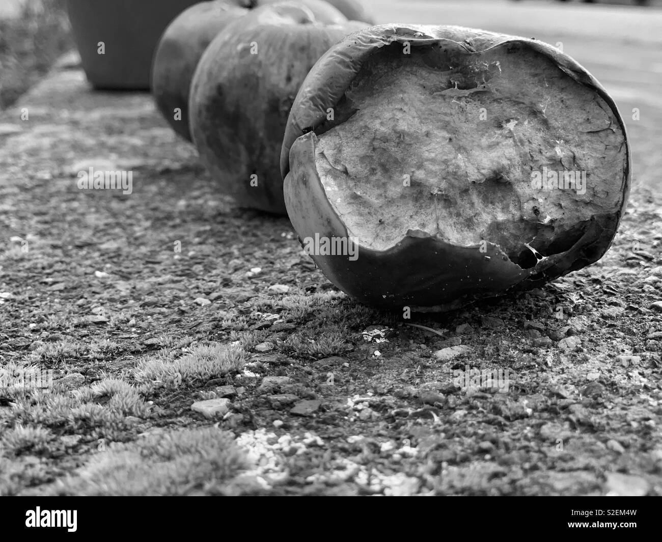 B&W AUTUMNAL Fruit - Smartphone Captured Stock Image