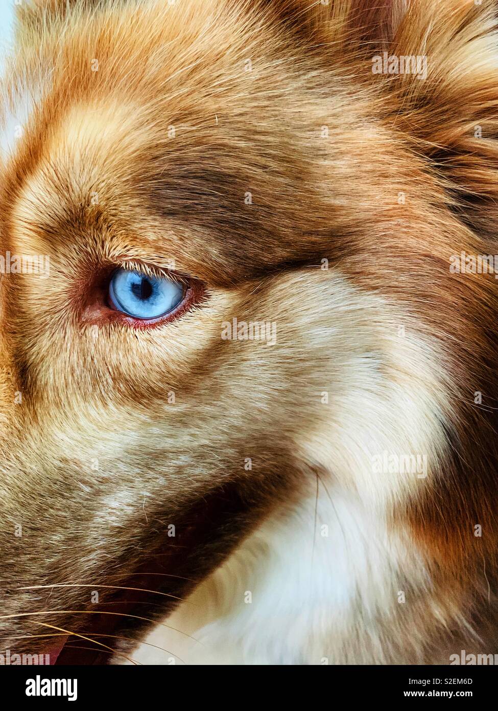 Closeup of blue dog’s eye - Smartphone Captured Stock Image
