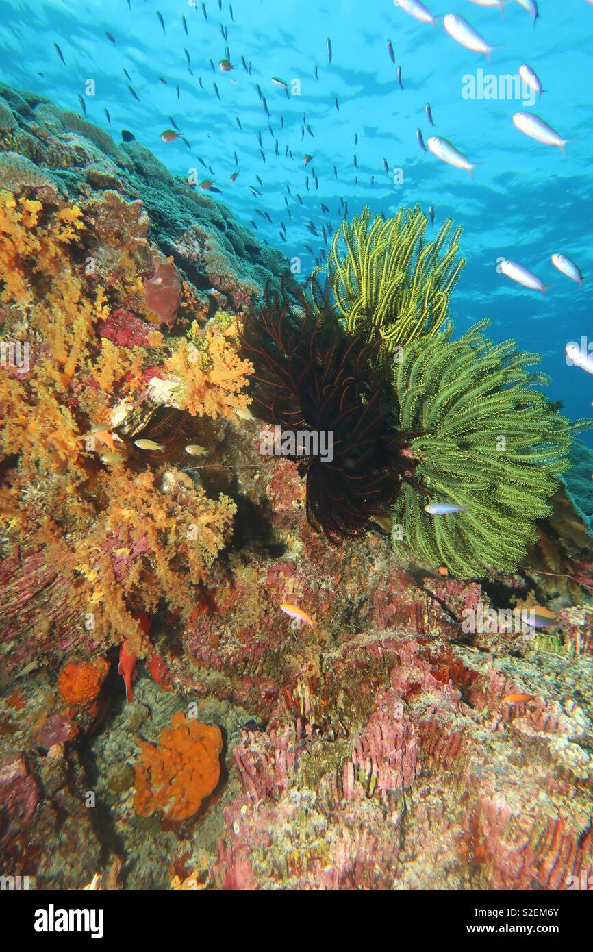 Reefscape Indonesia - Smartphone Captured Stock Image