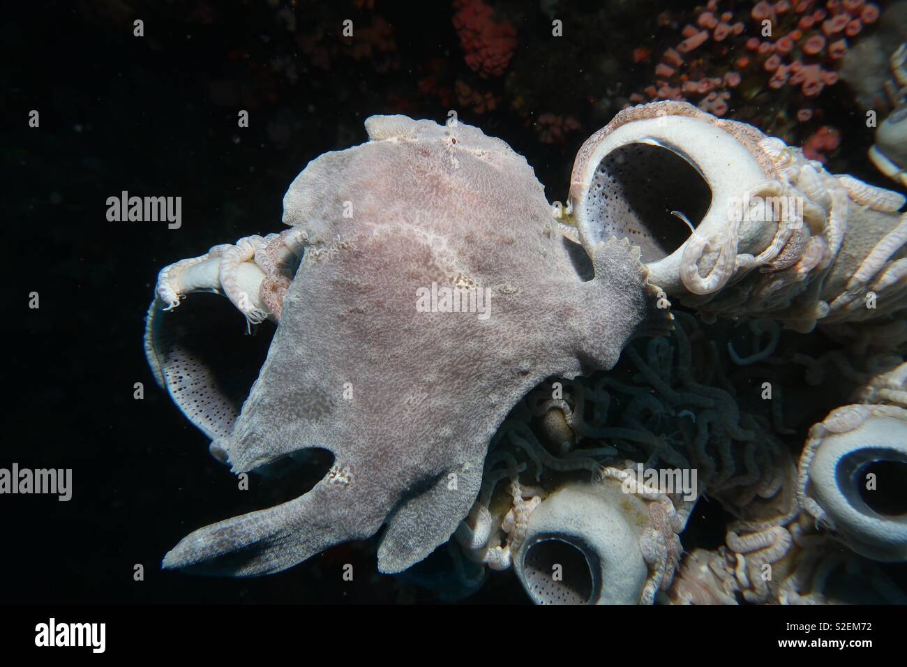 Giant Frogfish on sponge. Cebu Philippines - Smartphone Captured Stock Image
