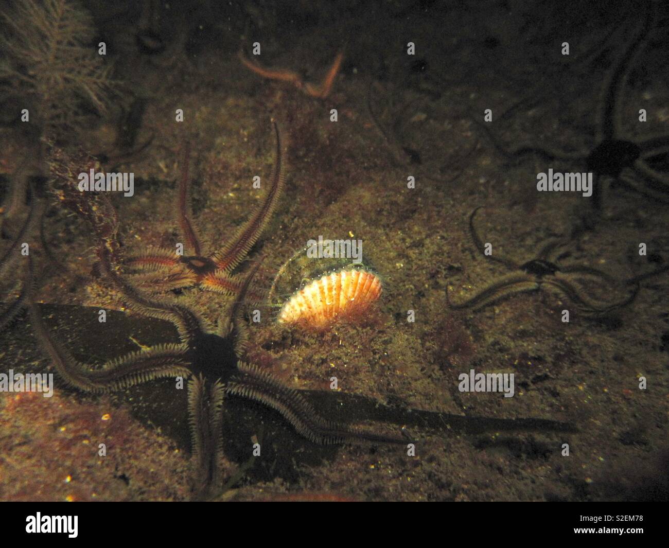 Queen scallop and brittlestars. Lochcarron Scotland - Smartphone Captured Stock Image
