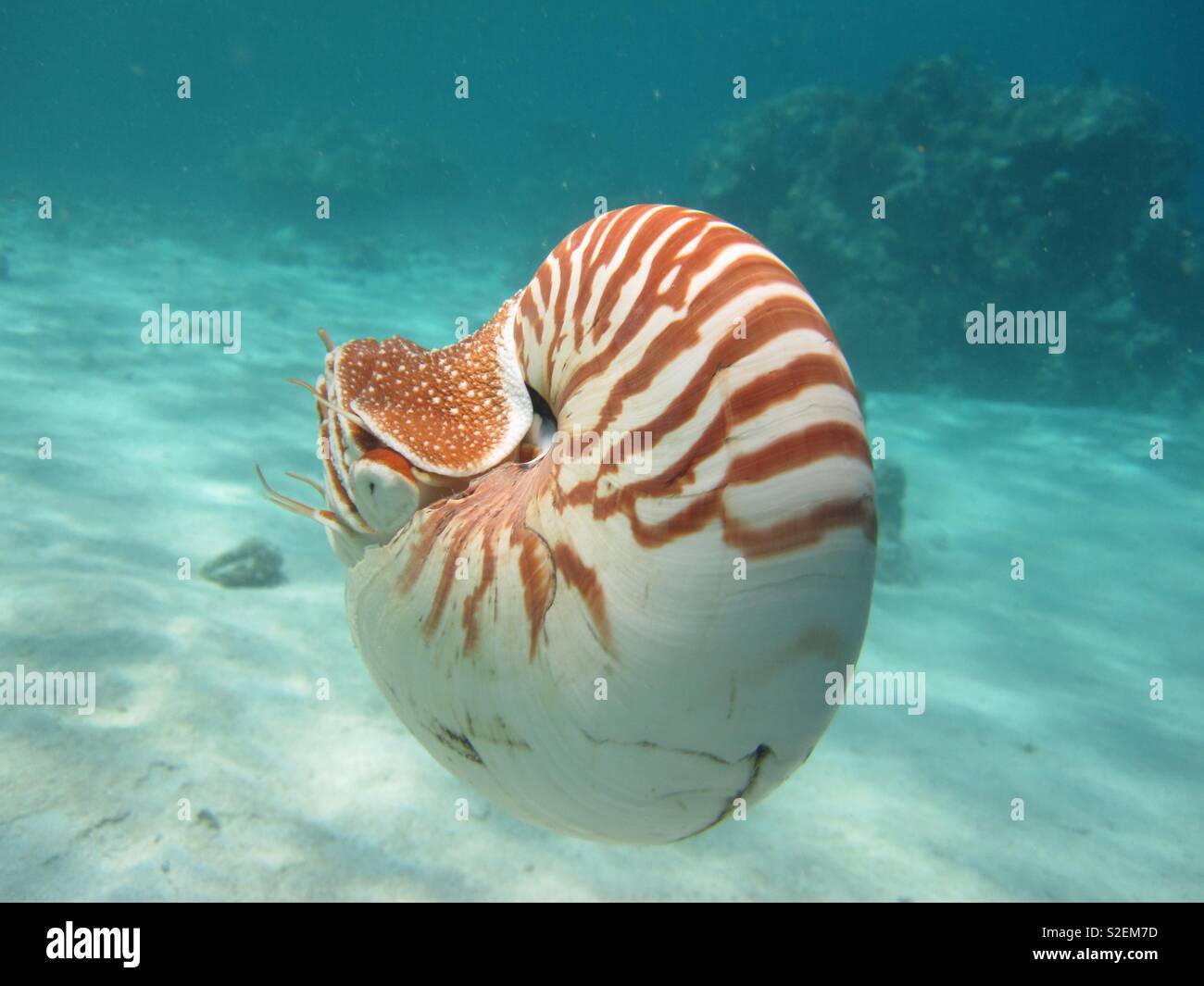 Nautilus. - Smartphone Captured Stock Image