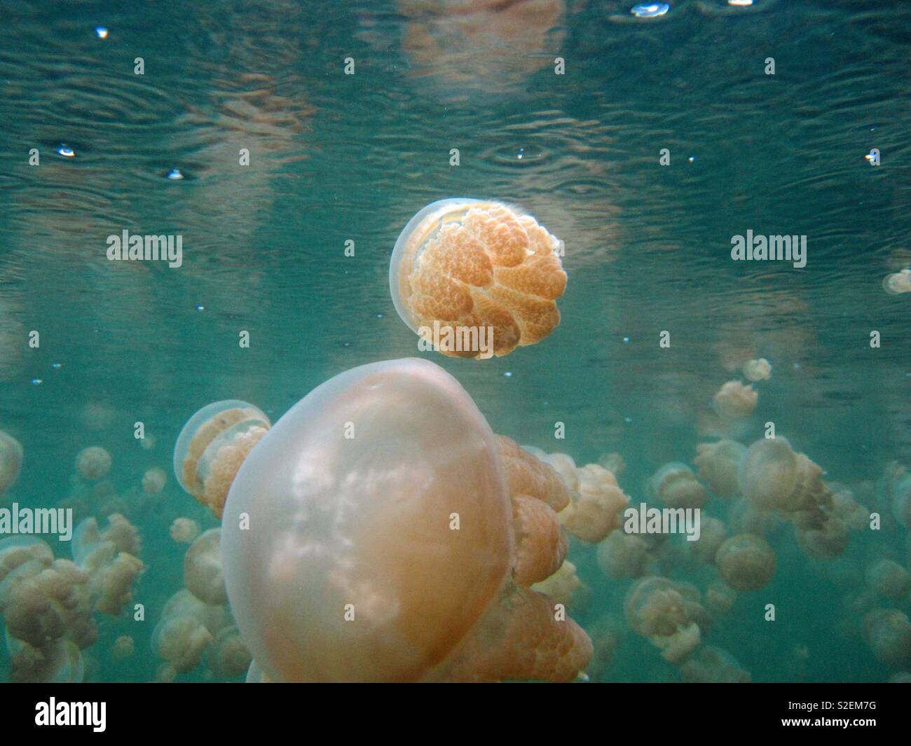 Jellyfish lake. Rock islands. Palau Stock Photo