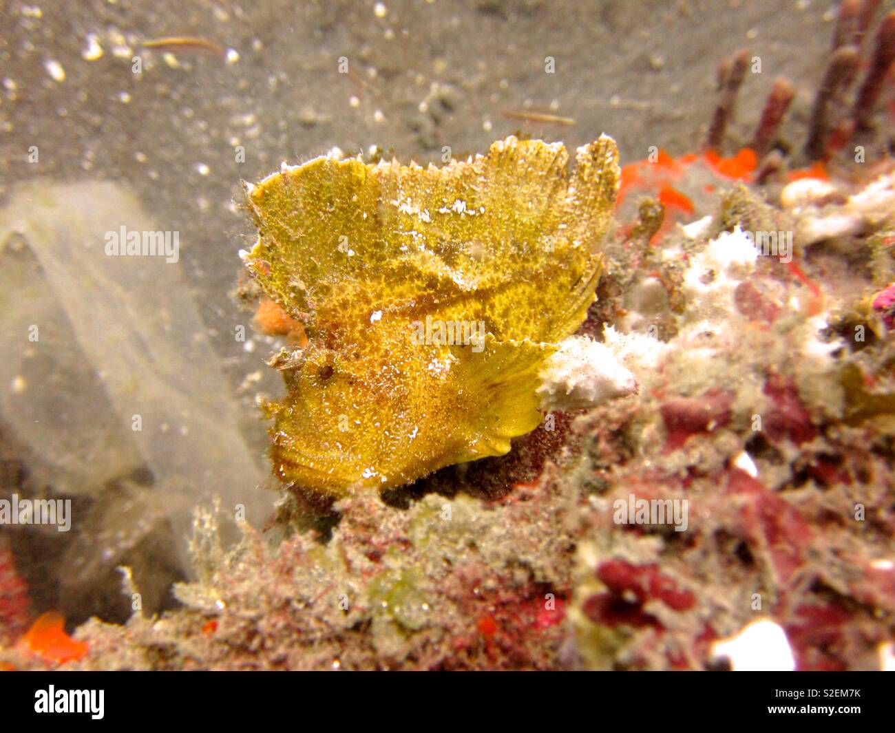 Yellow leaf scorpionfish. Lembeh Indonesia - Smartphone Captured Stock Image