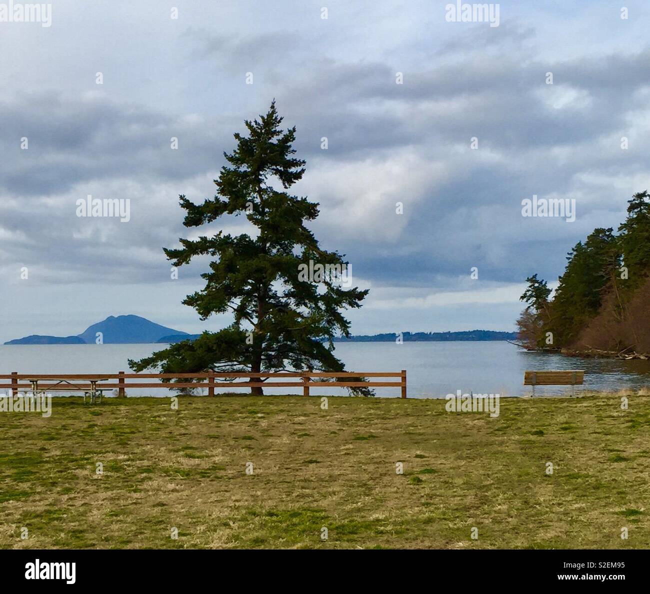 Pine tree in puget sound - Smartphone Captured Stock Image