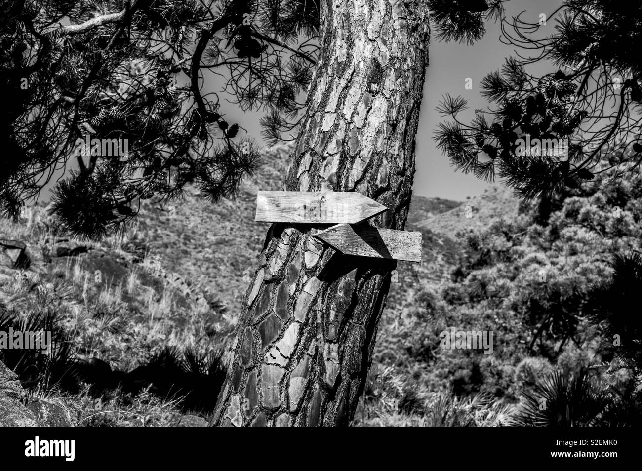 Sign in a tree in a black and white landscape Stock Photo - Alamy