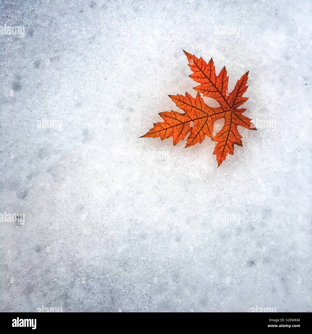 Maple leaf in snow Stock Photo - Alamy