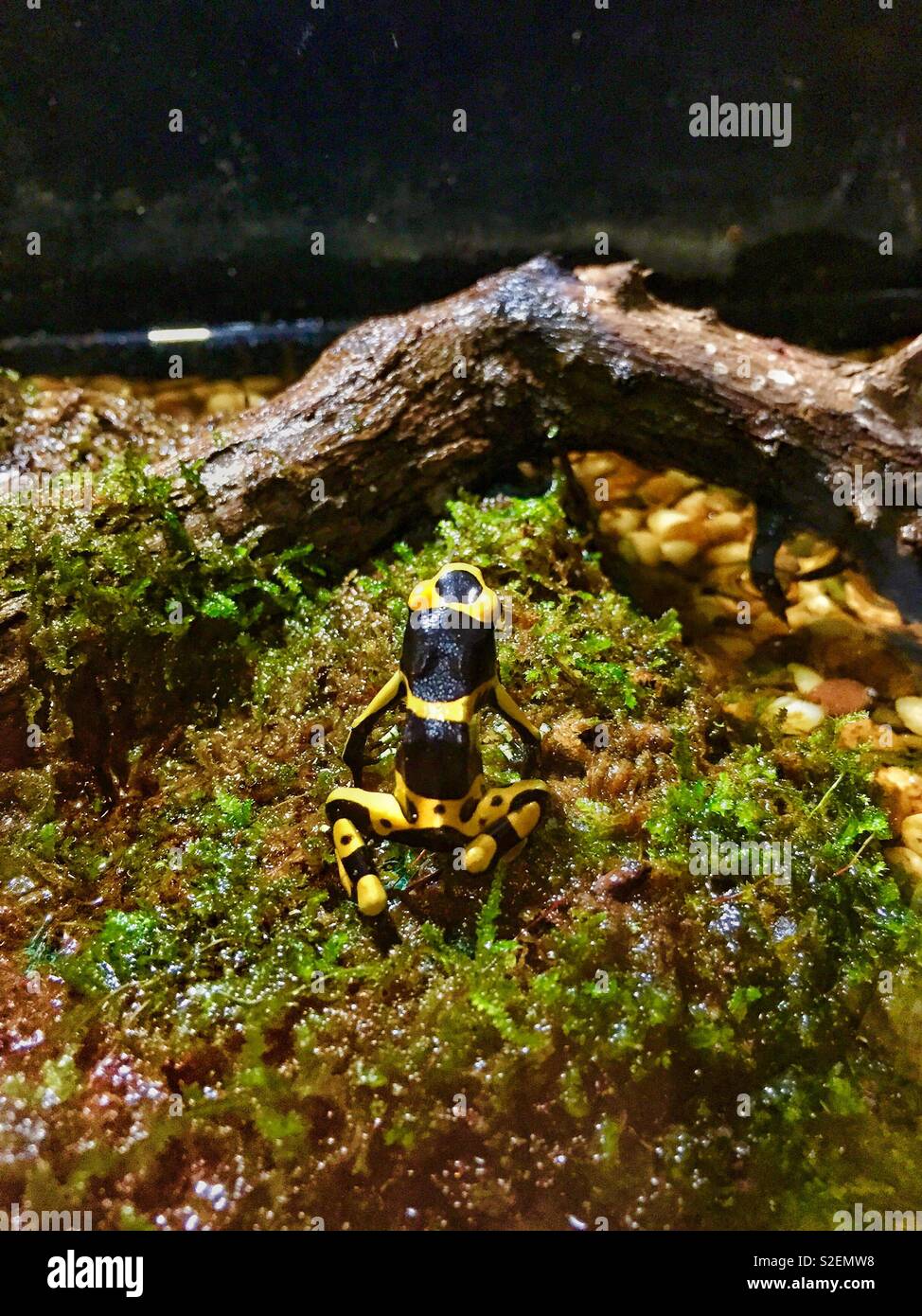 Tiny Poisonous Yellow Frog Stock Photo