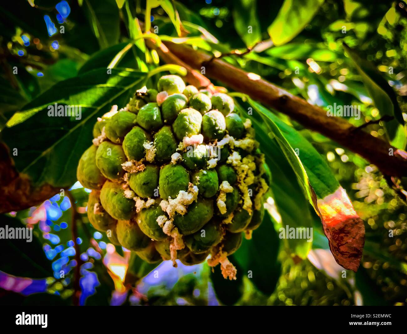 The sugar-apple, sweetsop, or custard apple is the fruit of Annona squamosa, the most widely grown species of Annona and a native of the tropical Americas and West Indies. Stock Photo