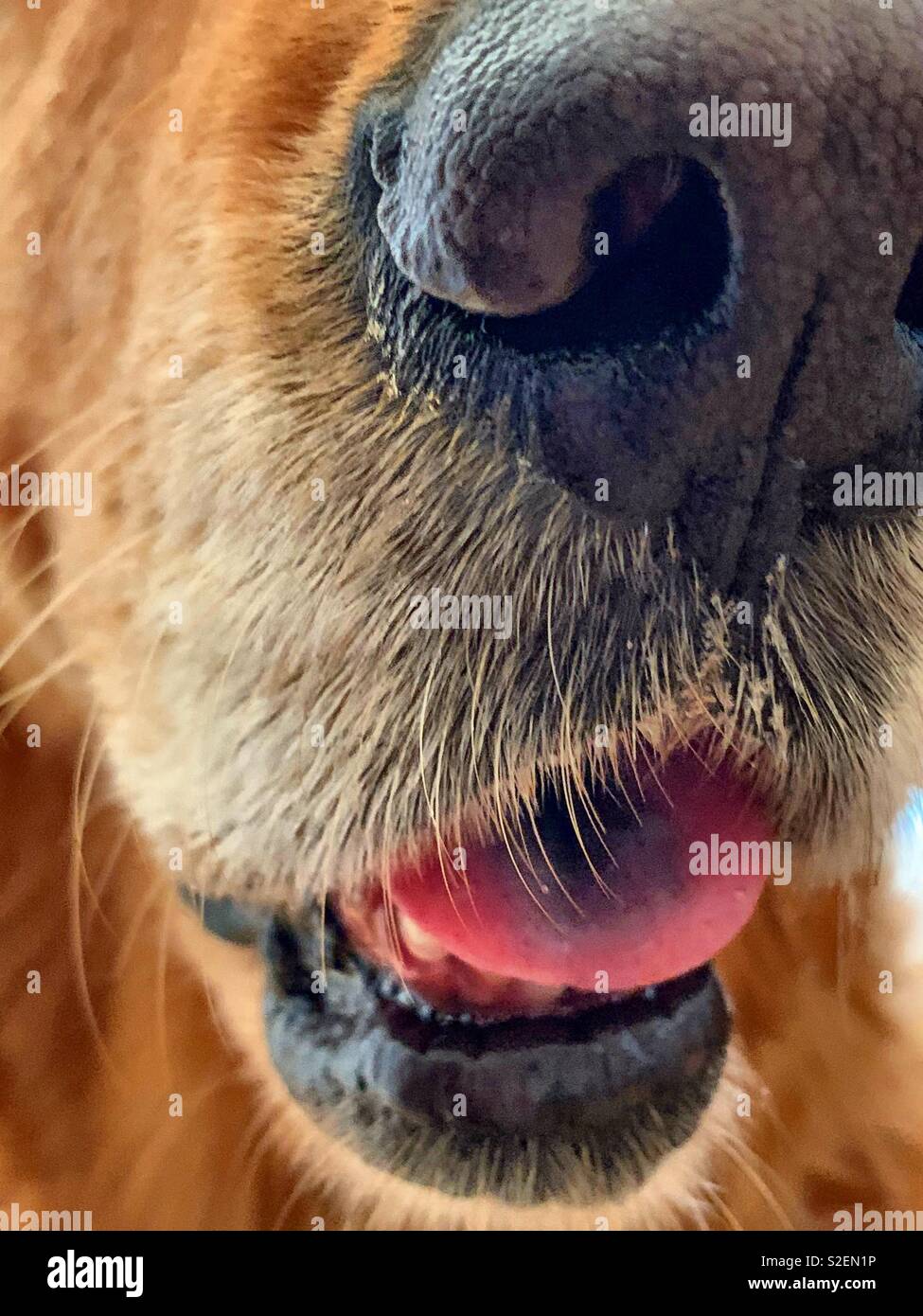 Golden Retriever up Close and Personal Stock Photo