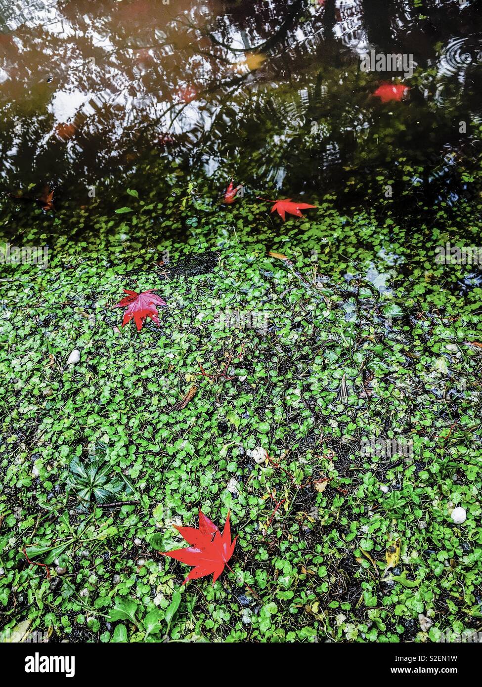 Colorful red autumn Japanese maple leaves in a puddle with reflections on a rainy fall day. Fallen acer palmatum leaves on the ground. - Smartphone Captured Stock Image