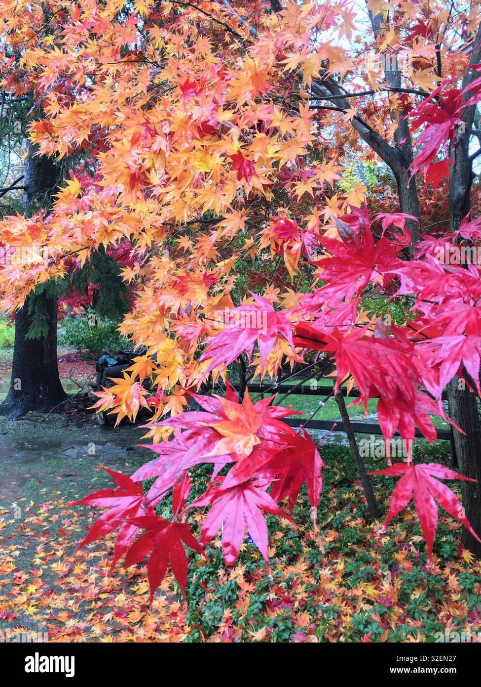 Red and golden yellow fall leaves on Japanese maple trees acer palmatum wet and shiny from the rain, bright and colorful on a rainy autumn day. - Smartphone Captured Stock Image