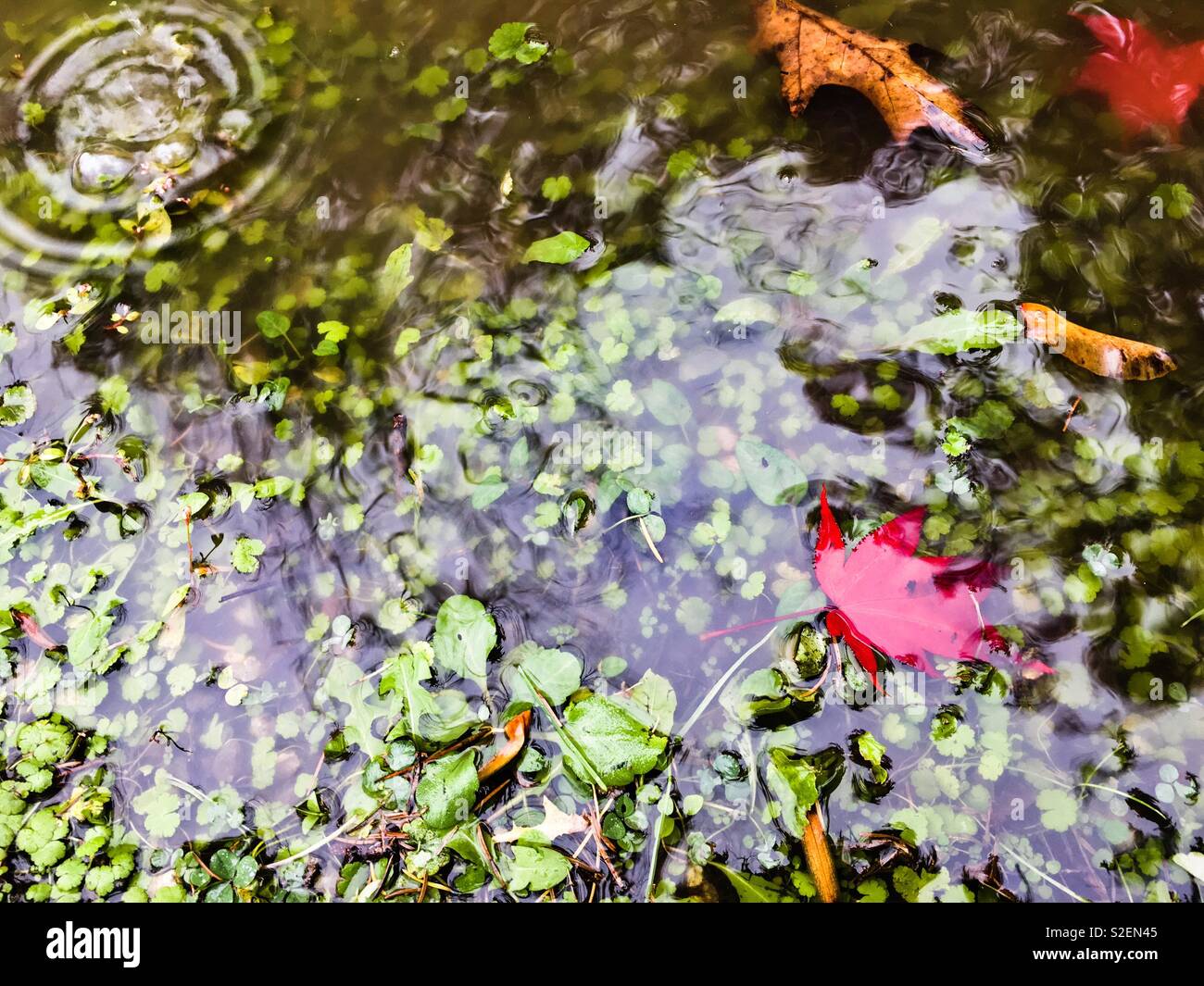 Calm ripples in a puddle with fall colours red Japanese maple acer palmatum and golden yellow oak Quercus sp leaves and maple samara seed pod also called helicopters or whirligigs in the autumn rain. - Smartphone Captured Stock Image