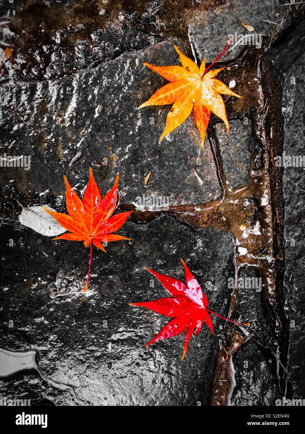 Red gold and orange Japanese maple Acer palmatum leaves fall on a wet stone path in rainy autumn weather. Stock Photo