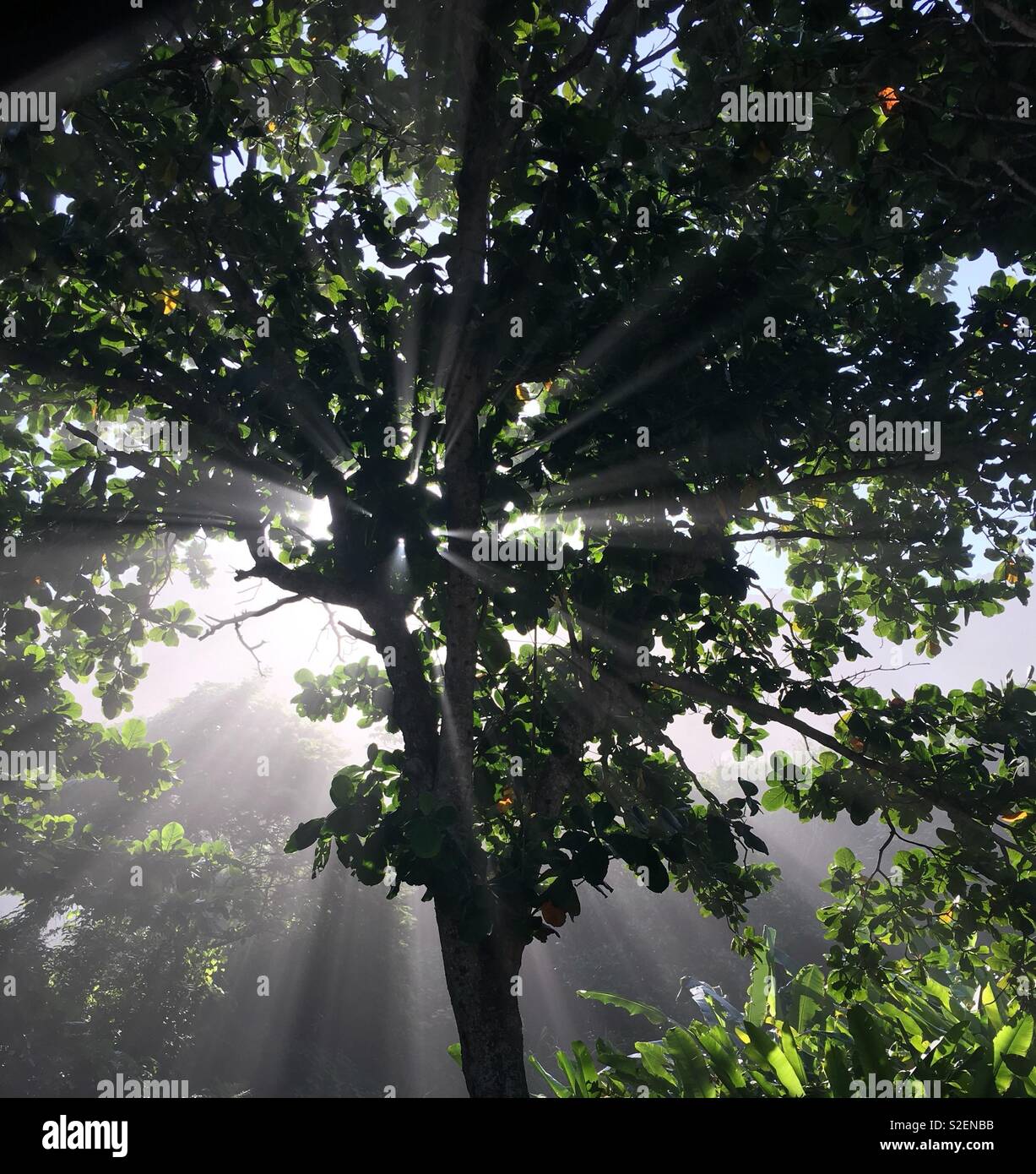 Sunlight through the trees in Brazil Stock Photo